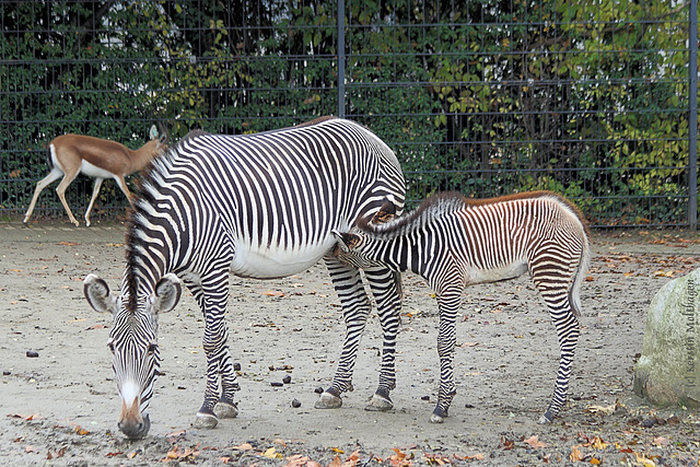 Zebranachwuchs! :-) (Wilhelma)