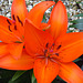 Gorgeous orange lilies