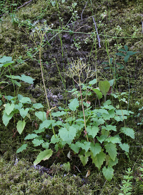 Valeriana tripteris (2)