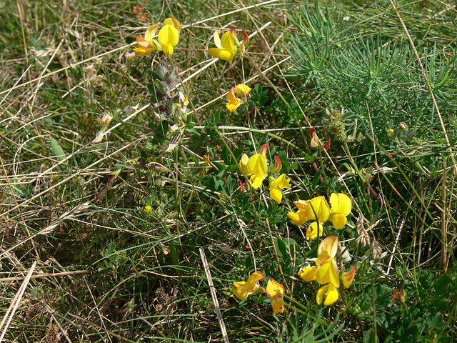 Wildblumen auf dem Münchshofener Berg