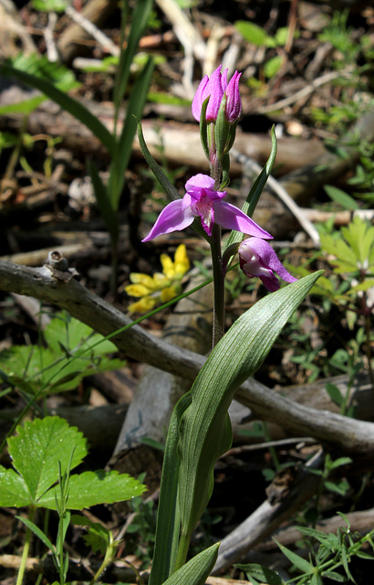 Cephalanthera rubra (2)