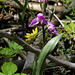 Cephalanthera rubra (2)