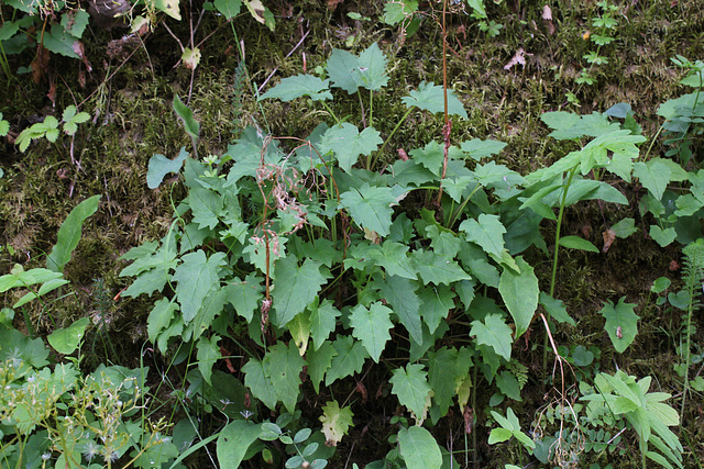 Valeriana tripteris (3)