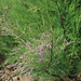 20081119-0028 Tamarix ericoides Rottler & Willd.