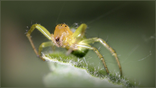 Araignée courge