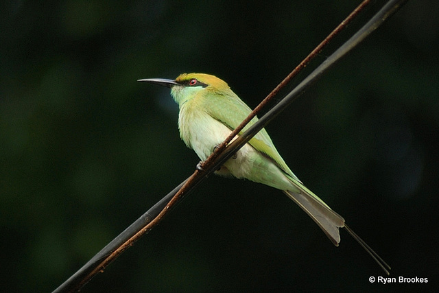 20081017-0007 Little green bee-eater