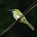 20081017-0007 Little green bee-eater
