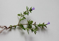 Clinopodium acinos (2)