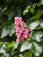 Rote Kastanie (Wilhelma)