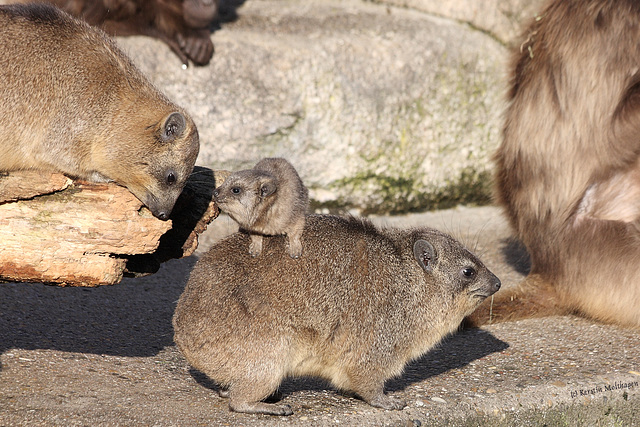 Familie Klippschliefer (Wilhelma)