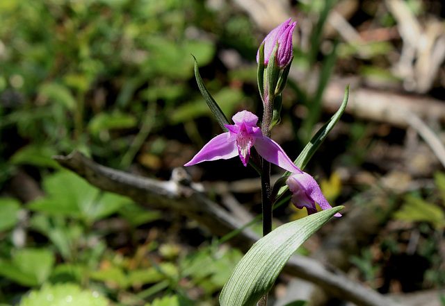 Cephalanthera rubra (3)