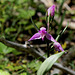 Cephalanthera rubra (3)