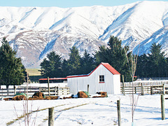 Fairlie show grounds 2