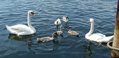 Family of Swans in Tommy and Ellen's Backyard on the 4th of July, 2011