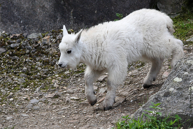 Schneeziegenbaby (Wilhelma)