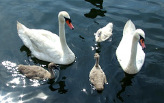 Family of Swans in Tommy and Ellen's Backyard on the 4th of July, 2011