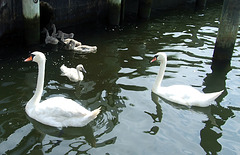 Family of Swans in Tommy and Ellen's Backyard on the 4th of July, 2011