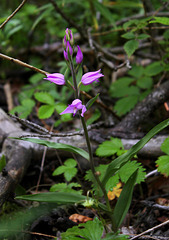 Cephalanthera rubra- Céphalanthère rouge- Orchidaceae