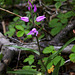 Cephalanthera rubra- Céphalanthère rouge- Orchidaceae