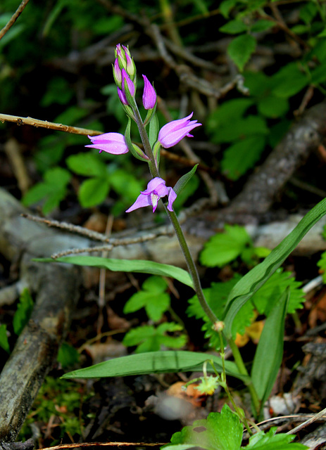 Cephalanthera rubra-Céphalanthère rouge- Orchidaceae