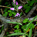 Cephalanthera rubra-Céphalanthère rouge- Orchidaceae