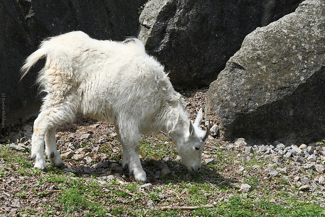 Junge Schneeziege (Wilhelma)