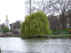 St. James's Park: sagging tree