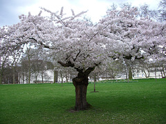 St. James's Park - A tree in blossom