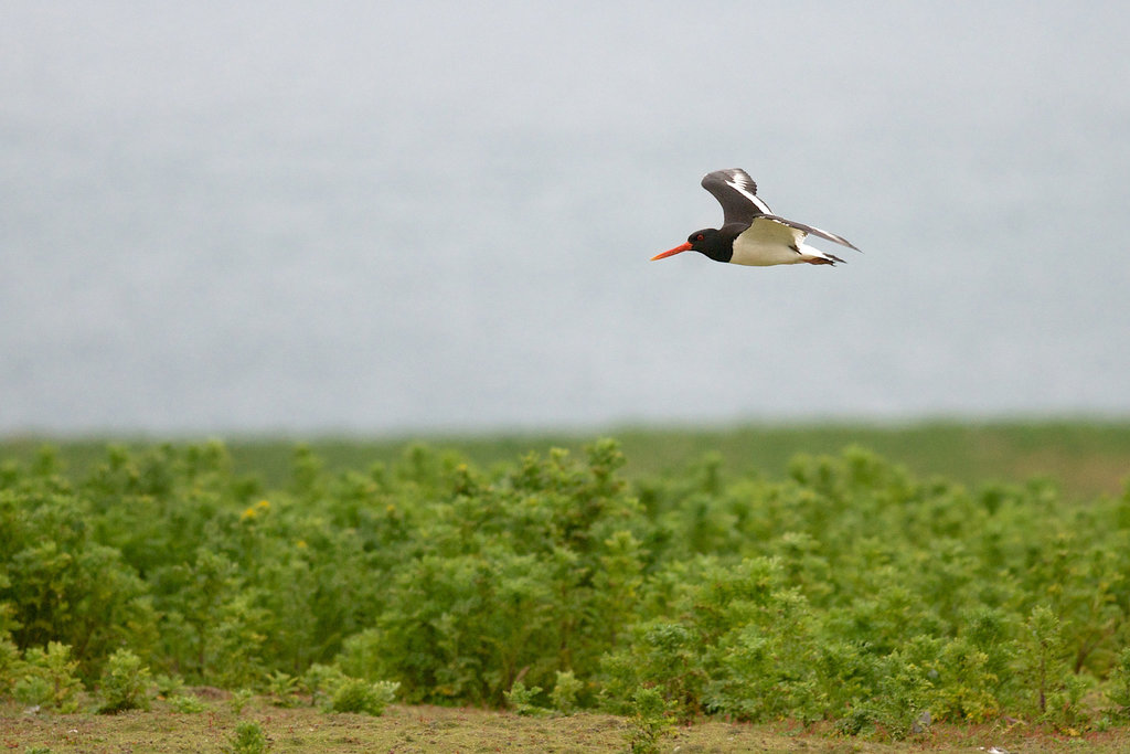 Oystercatcher in flight