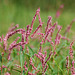 20081119-0033 Persicaria glabra (Willd.) M.Gómez