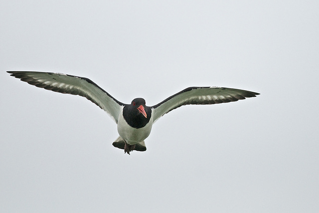 Oystercatcher in flight