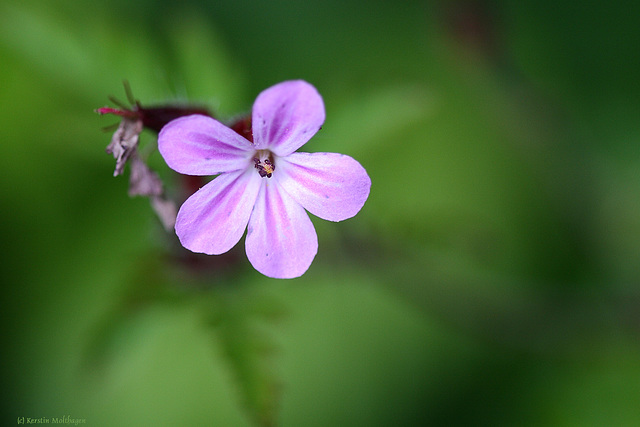 Blüte (Geranium robertianum)