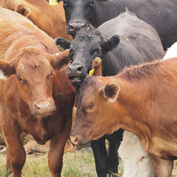 Moove Over, I Want in This Picture