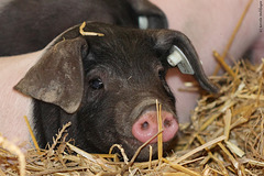 Schwäbisch-Hällisches Ferkel (Wilhelma)