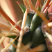 Kaktus (Wilhelma)
