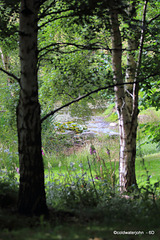 Sunday morning by the pond