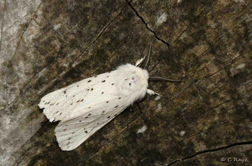 White Ermine