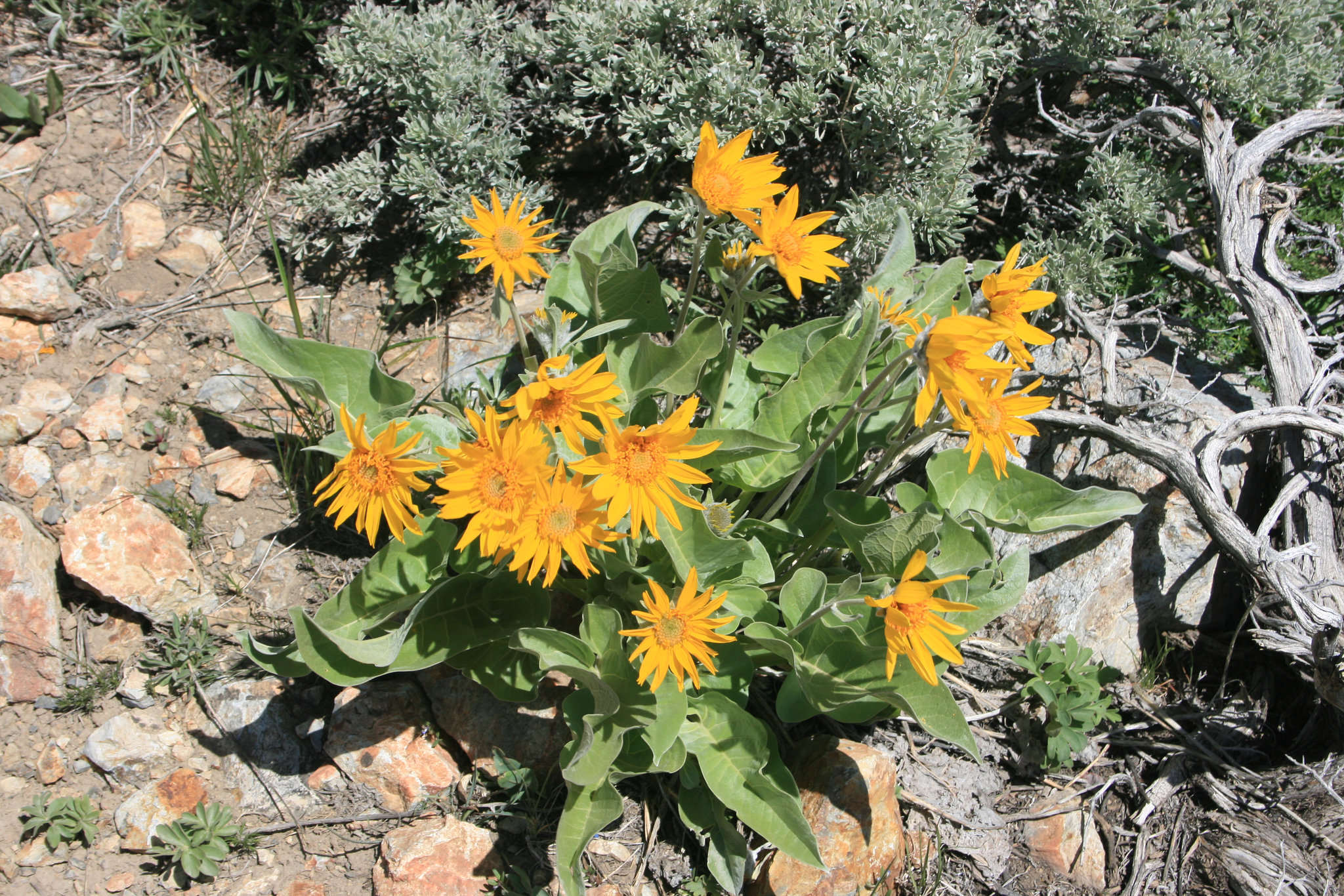 Mule's Ear