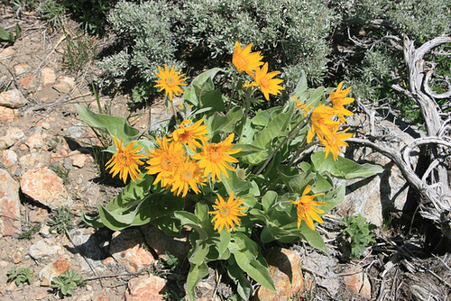 Mule's Ear