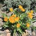 Mule's Ear