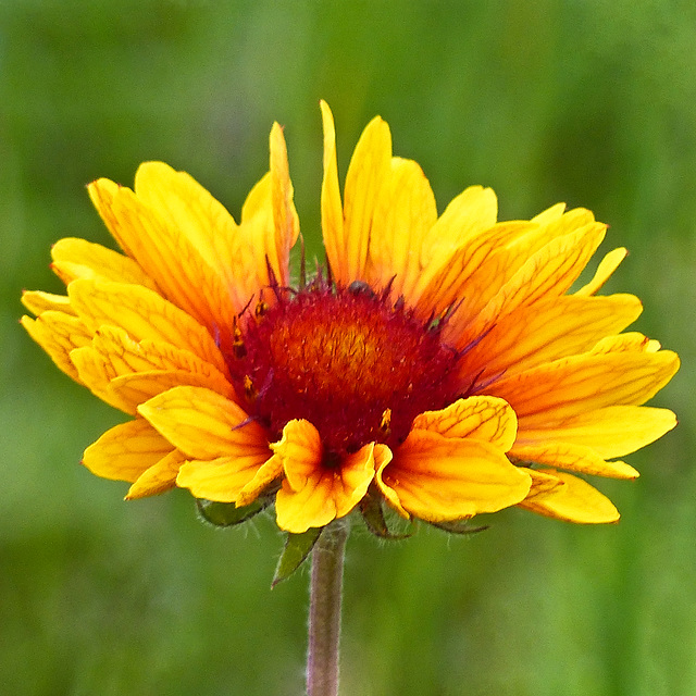 Sunny Gaillardia