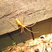 Spider in ferns 0113 006