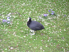 St. James's Park: stoic bird