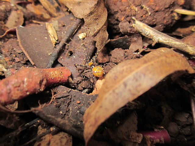 Insect in ferns 0113 002