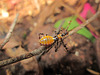 Insect in ferns 0113 003