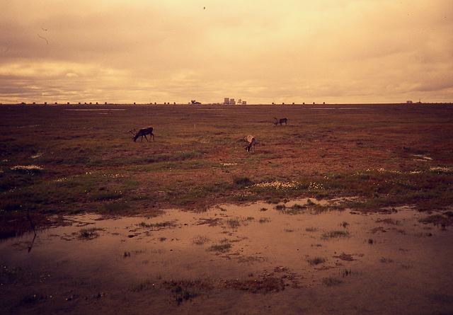 Caribou on the North Slope