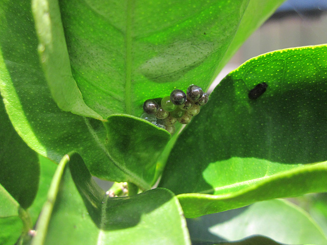 Something on mandarin leaves 0113