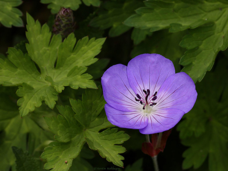 Blümchen (Wilhelma)