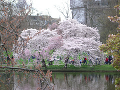 St. James's Park: sea of blossoms