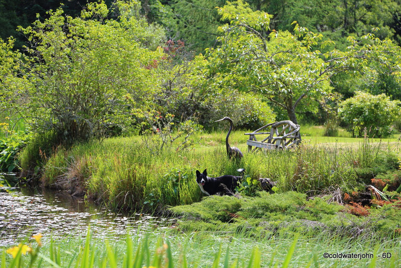 The Dogs deciding if a swim will get them into trouble - while the heron looks on!